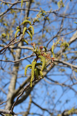 Common walnut