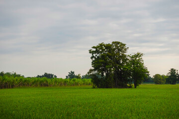 Large tree grows in the middle of the rice field