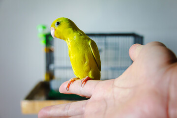forpus parrot hold on human finger