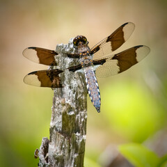 Dragonfly in Washburn Park, Marion, Massachusetts