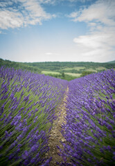 Obraz premium Champs de lavande - Provence - France