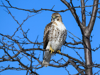 Red-Tailed Hawk Sitting on Tree Branch in Winter on Blue Sky