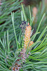 Diprion pini, the common pine sawfly - caterpillars eating needles and an adult insect