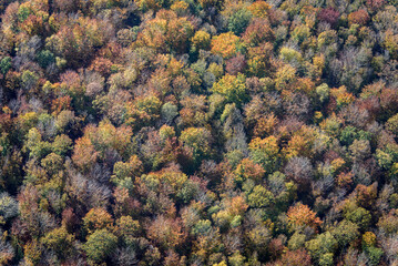 Naklejka na ściany i meble vue aérienne de la forêt en automne à 
