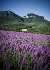 Obraz premium Champs de lavande - Provence - France