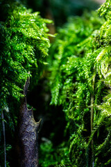 dolina mchu © Kornel