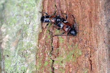 Poecilium (Phymatodes) alni, longhorn beetle, on bark