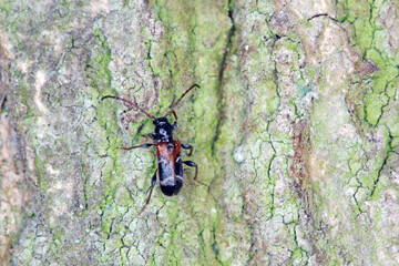 Poecilium (Phymatodes) alni, longhorn beetle, on bark