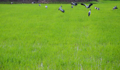 Long-billed bird in the green rice field The concept of pest control helpers in rice fields