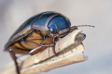 Diving beetle (Dytiscidae Copelatinae) sitting on stem of grass, side view, close-up