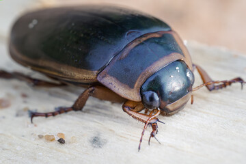 Diving beetle (Dytiscidae Copelatinae) water bug, close-up