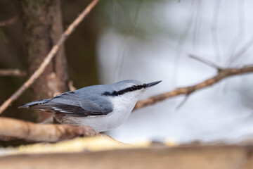 Eurasian nuthatch or wood nuthatch (Sitta europaea) is a small passerine bird found throughout the Palearctic and in Europe.