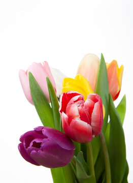 image of tulip flower white background