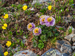 Nature of Altai mountains: macro of violet globe-flower at the foot of the Alps mountains on a sunny summer day. Rare mountain plants.