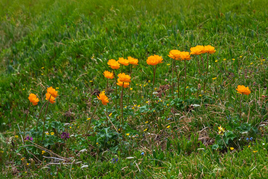Nature of Altai mountains: sunny group of flowers Trollius Asiaticus with copy space on greenery. Beautiful orange flowers of globeflower close up. Green Alpine plateau.