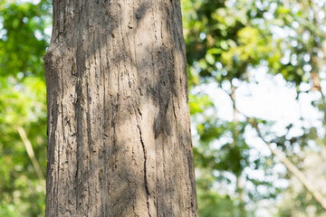 Teak Tree in Thailand precious hardwoods 