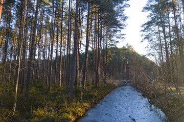 River flowing through forests and groves in golden time