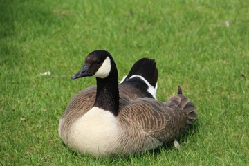 country goose on a meadow
