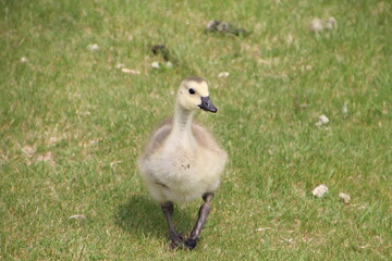Young Goose, William Hawrelak Park, Edmonton, Alberta
