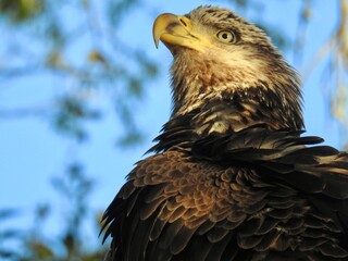 Portrait of an immature bald eagle (Haliaeetus leucocephalus) in oak tree, Florida
