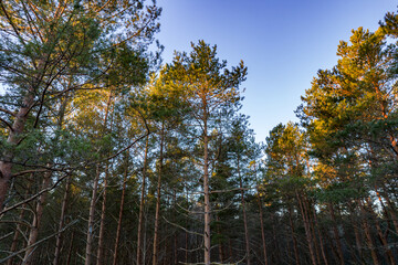 Drone photo of forests and groves in golden time