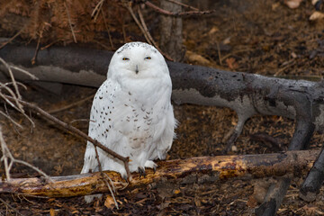 snowy owl in the rain sitting on low branch looking straight ahead at the camera