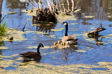family of ducks with new born baby swimming in water away from camera