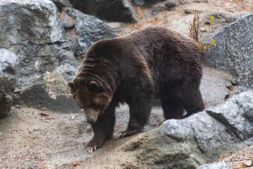 grizzly bear surrounded by rocks walking down stone bank