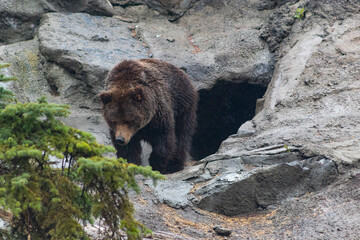 grizzly bear walking out of its cave 