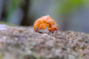 Cicada Shells