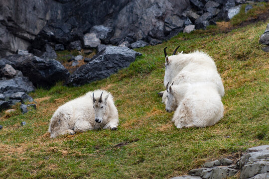 Family Of Mountain Goats Laying In Green Grass Wet From Rain Rocks In Background