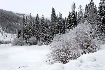 forest after fresh snow everything covered in glistening white
