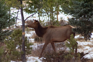 female elk walking through trees in winter