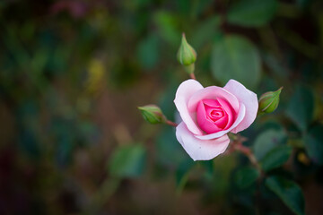 Beautiful close view of the petals of a pink rose flower. Selective focus