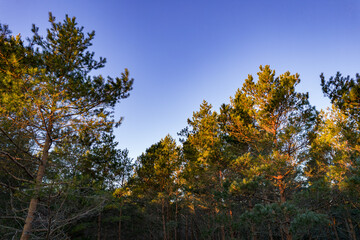 Fototapeta premium Drone photo of forests and groves in golden time