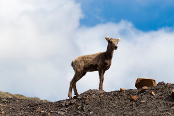 looking up at a baby bighorn sheep standing high up on a rock with fluffy white clouds in blue sky background
