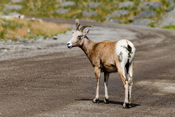 young female bighorn sheep standing on dirt backroad