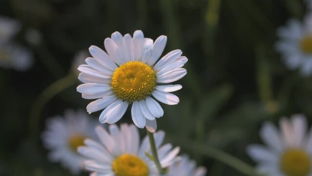 A beautiful chamomile grows in a field. CREATIVE. A flower with white petals and a yellow center. The wind blows a flower growing in a clearing