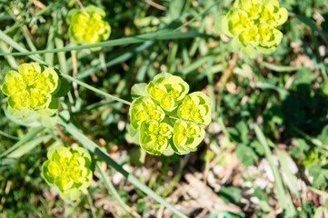 Wild spring flower  Euphorbia helioscopia, known as sun spurge and umbrella milkweed, poisonous plant, in Croatia