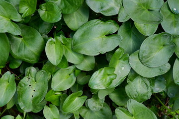 A fresh carpet of lily-like leaves.