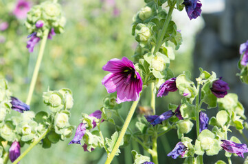 Tree mallow plant, Malva arborea with dark pink flowers, growing in coastal area of Dalmatia, Croatia