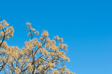 Drupes of Melia azedarach, known as chinaberry tree during early spring