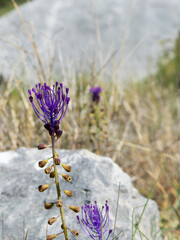 Spring flower Muscari comosum, Leopoldia comosa known as tassel hyacinth growing in the rocky grounds, in Dalmatia, Croatia