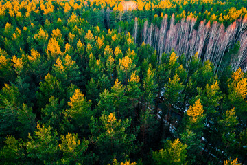 Drone photo of forests and groves in golden time