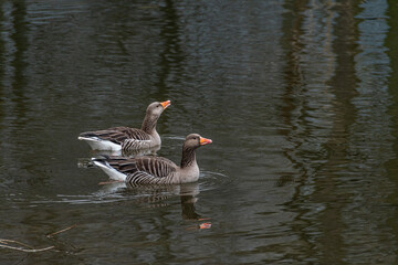 Graugänse auf der Oker, ziemlich aufgeregt schwimmen die Beiden in Ufer nähe auf dem Braunschweiger Fluss