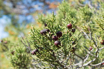 Mediterranean shrub Juniperus phoenicea known as Phoenicean juniper or Arar with needle-like leaves and small brown cones or berries, in Dalmatia, Croatia