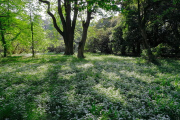 群生するハナニラ