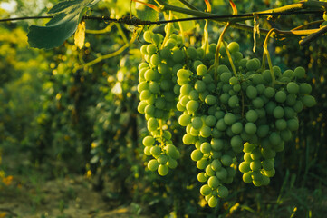 bunch of green grapes among green leaves wallpaper