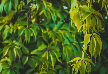 green leaves background