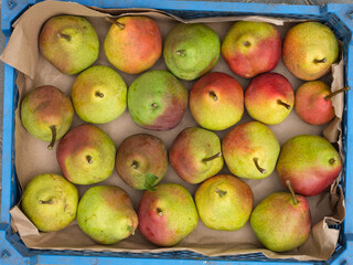 Ripe organic pears in a crate